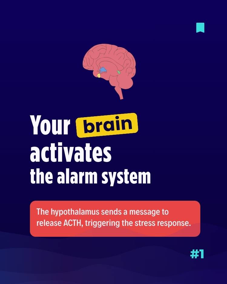 Biology of stress : The brain Biology of stress - The brain activates the alarm system