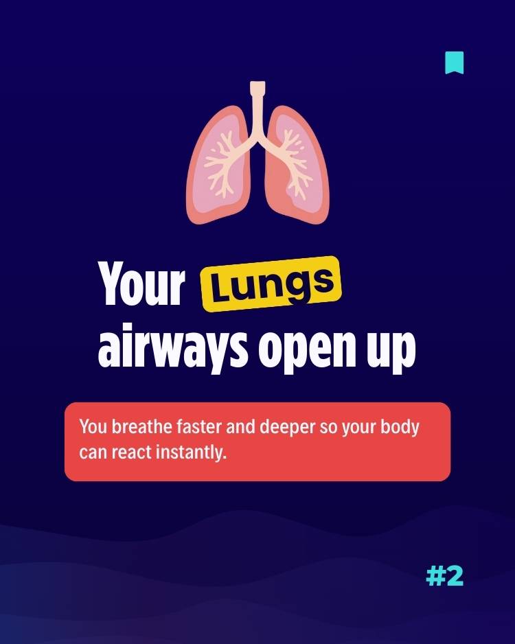 Biology of stress - The lungs airways open up Biology of stress - The lungs airways open up