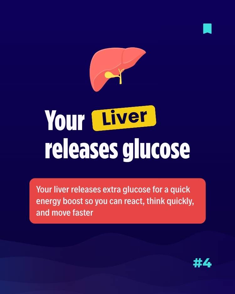 Biology of stress - The liver release glucose Biology of stress - The liver release glucose